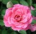 Judy Fischer rose photo
