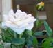 Heavenly Days rose photo