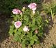 Captain Williams rose photo