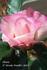 Aliena ™ rose photo