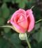Mary Marshall rose photo