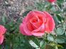 Autumn Dawn rose photo