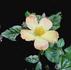 Baby Girl ™ rose photo