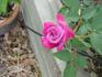 Berry Berry Grape rose photo