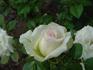 Memphis Queen rose photo