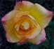 Concorde rose photo