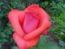 Jane Pauley rose photo