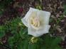 Sis rose photo