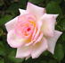 Cuddle Up rose photo