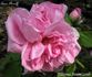 Anna Alexieff rose photo