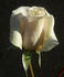 CDXLUB rose photo