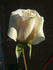 CDXLUB rose photo