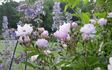 Bagatelle (hybrid multiflora, Soupert rose photo