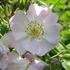 Bagatelle (hybrid multiflora, Soupert rose photo
