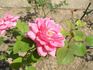 Dr. Antonín Svehla rose photo