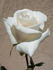 CDXLUB rose photo
