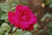 Avoca rose photo