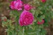 Dr. O'Donel Browne rose photo