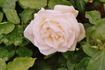 Ludwig Möller rose photo