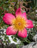 Star Magic rose photo