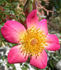 Star Magic rose photo