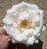 CDXLUB rose photo