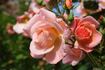 City Girl rose photo