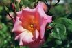 City Girl rose photo