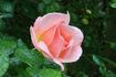 City Girl rose photo