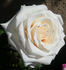 CDXLUB rose photo
