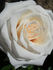 CDXLUB rose photo
