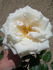 CDXLUB rose photo