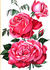 Comtesse de Caraman rose photo