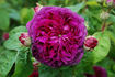 Ellen Tofflemire rose photo