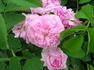 Charles Quint rose photo