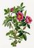 <i>Rosa acicularis</i> Lindl. var. <i>bourgeauiana</i> Crép. rose photo