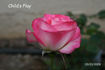 Child's Play™ rose photo