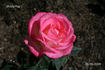 Child's Play™ rose photo