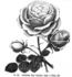 Archiduchesse Maria Immaculata rose photo