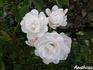 Dominique Loiseau ™ rose photo