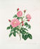 Royal Virgin Rose rose photo