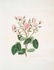 Blandford rose rose photo