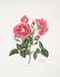 Scarlet Provence rose photo