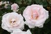 Sharon Louise rose photo