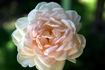 Shirley Jean rose photo