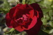 E05 rose photo