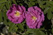 Madeleine Bugnet rose photo