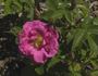 Madeleine Bugnet rose photo