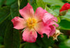 Carolyn Dean rose photo