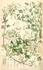 <i>C. aethusaefolia</i> var. <i>latisecta</i> clematis photo